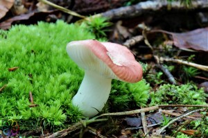 russula mairei (1000 x 667).jpg_product_product